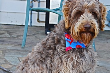 alberta labradoodle