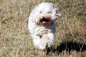 alberta labradoodle breeder